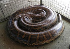 largest python